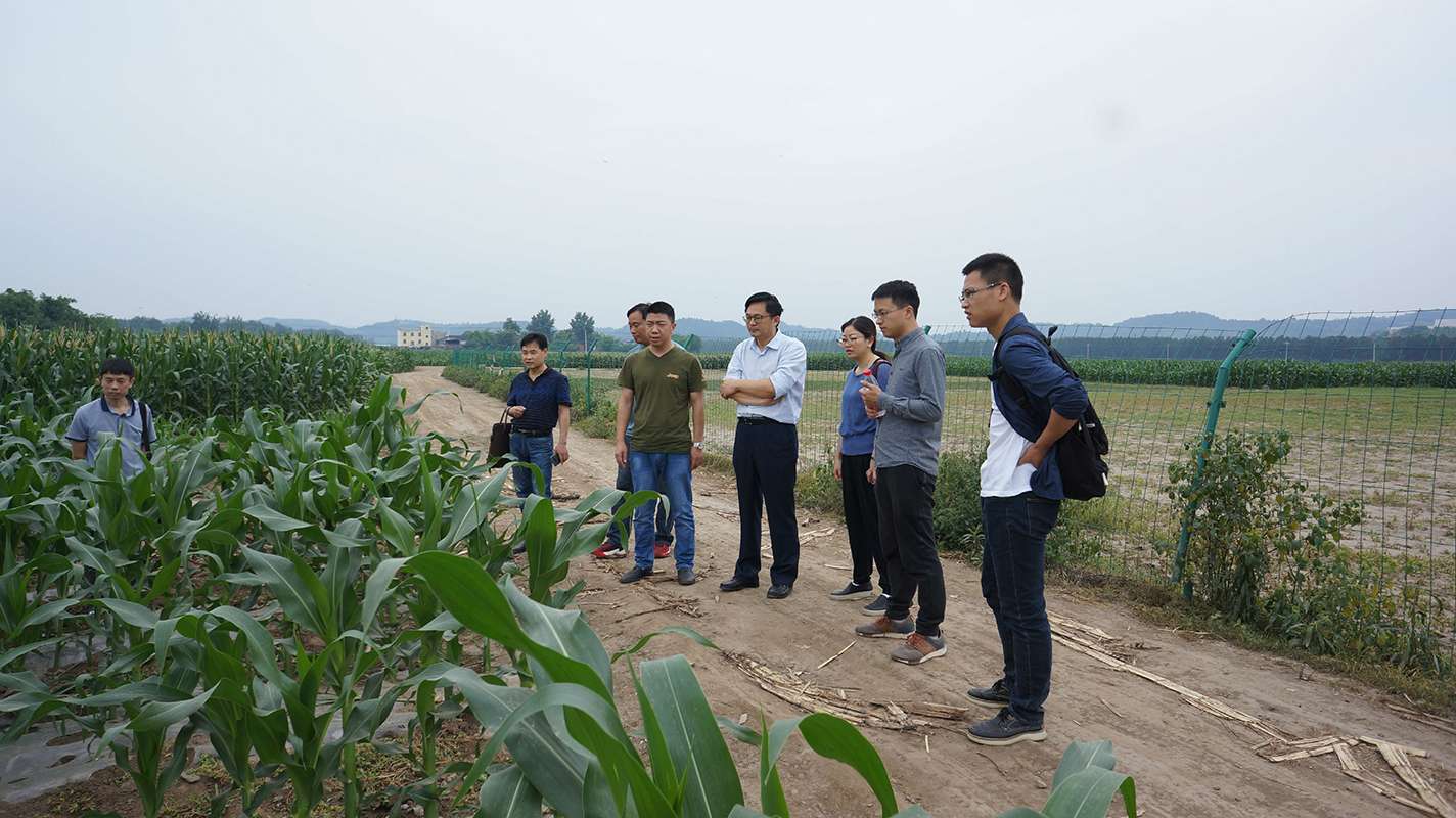 产研院切实推进川农牛荣玉系列鲜食甜糯玉米&ldquo;拨改投&rdquo;项目调研工作