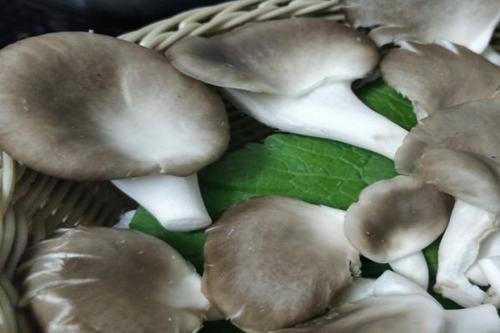 控温菇棚长根菇标准化绿色生产关键技术