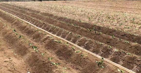 鲁南地区甘薯提质增效关键技术