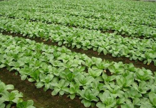 鸡毛菜全程机械化生产关键技术