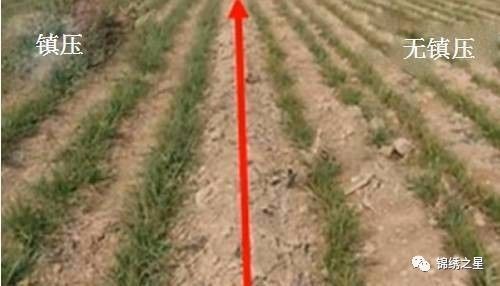 小麦播前播后二次镇压抗逆高效技术