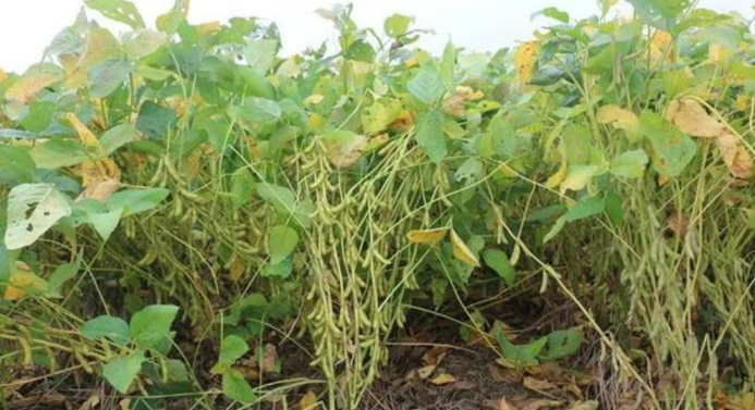 旱地新两熟制大豆轻简高效绿色生产技术