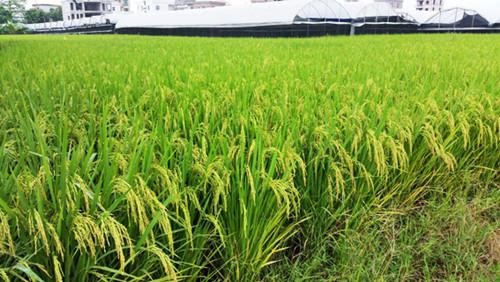 稻-菜轮作周年绿色高效栽培模式