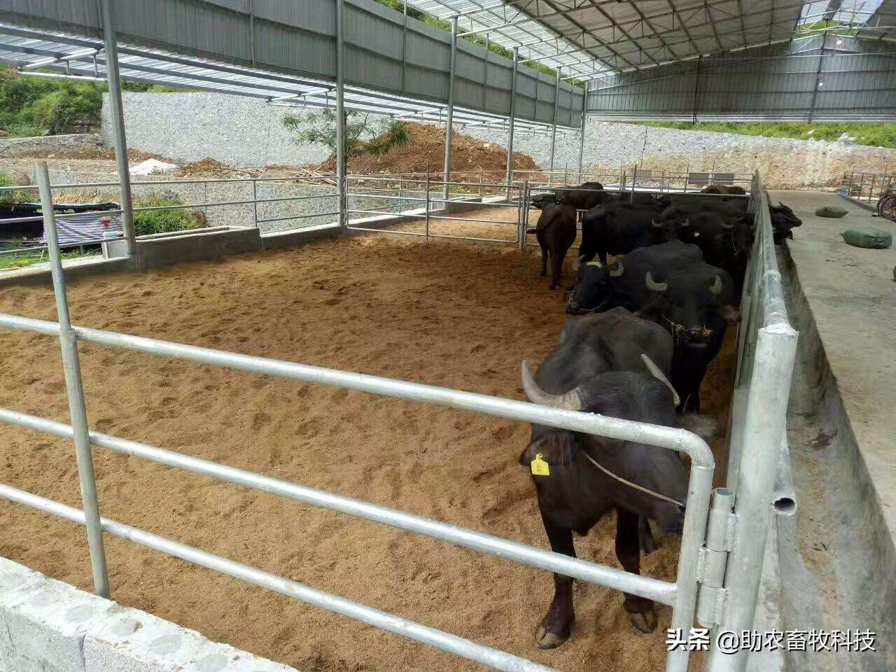 发酵床养牛技术