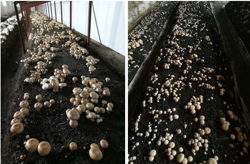 草原蘑菇新品种与栽培技术