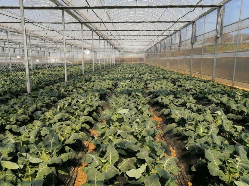 &ldquo;清镇市西红柿避雨栽培+花菜&rdquo;一年两熟高产高效栽培技术