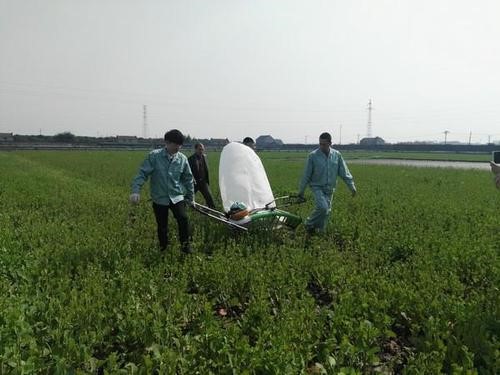 双低油菜&ldquo;油蔬两用&rdquo;种植技术