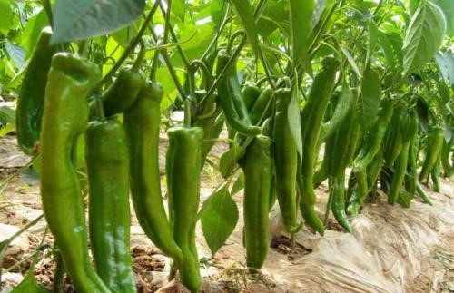 石灰氮缓解辣椒土壤连作障碍技术