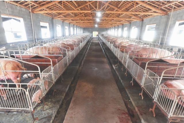 生猪规模养殖批次化生产技术