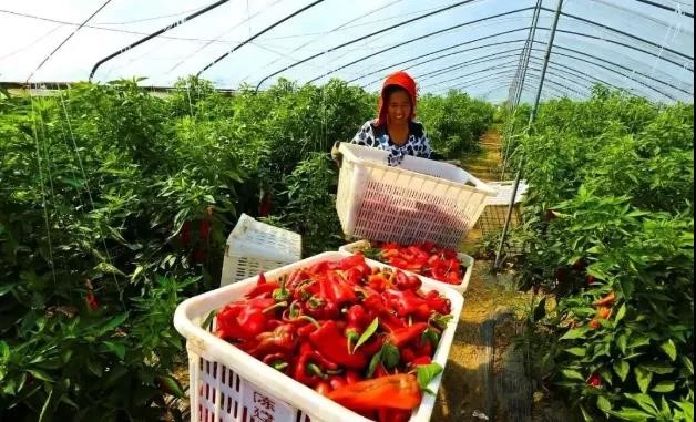 安徽省蚌埠市五河县大道蔬菜种植家庭农场