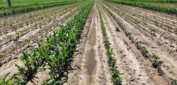 玉米大豆间作高效栽培技术