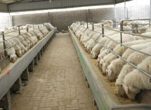 利用杂交优势进行肉羊生产及综合配套集成技术