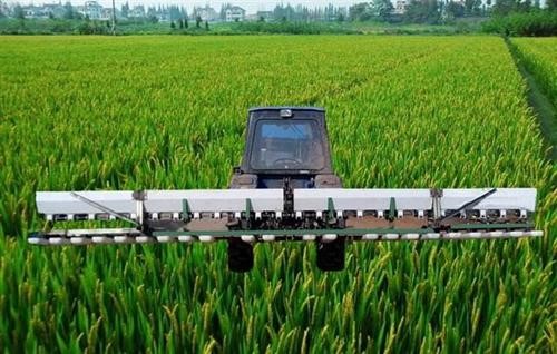 低海拔区稻油轮作水稻晚直播提质增效种植模式