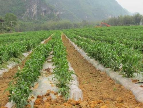 辣椒膜内点灌施肥技术