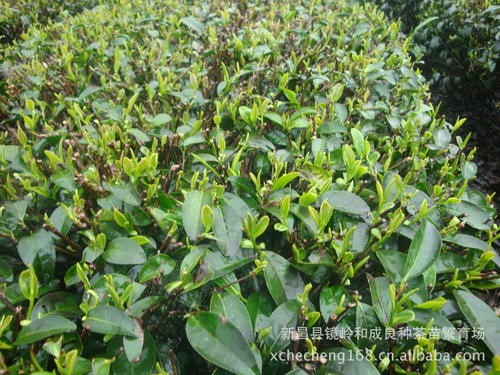 重庆茶园主要病虫草害综合治理技术