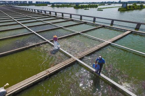 淡水池塘养殖尾水生态化综合治理技术
