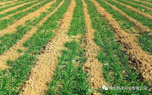 冬小麦-夏玉米绿色高效生产技术