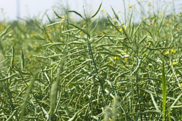 油菜绿色优质高效生产技术