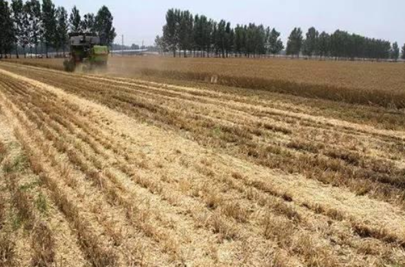 旱作玉米保护性耕作全层施肥技术