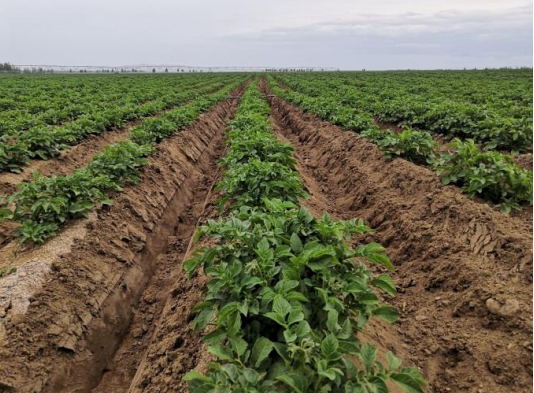 马铃薯黄萎病绿色综合防控技术