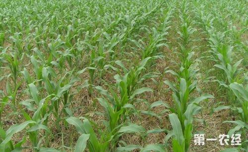 夏玉米精量直播晚收高产栽培技术