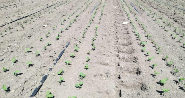 马铃薯水肥一体化综合配套技术