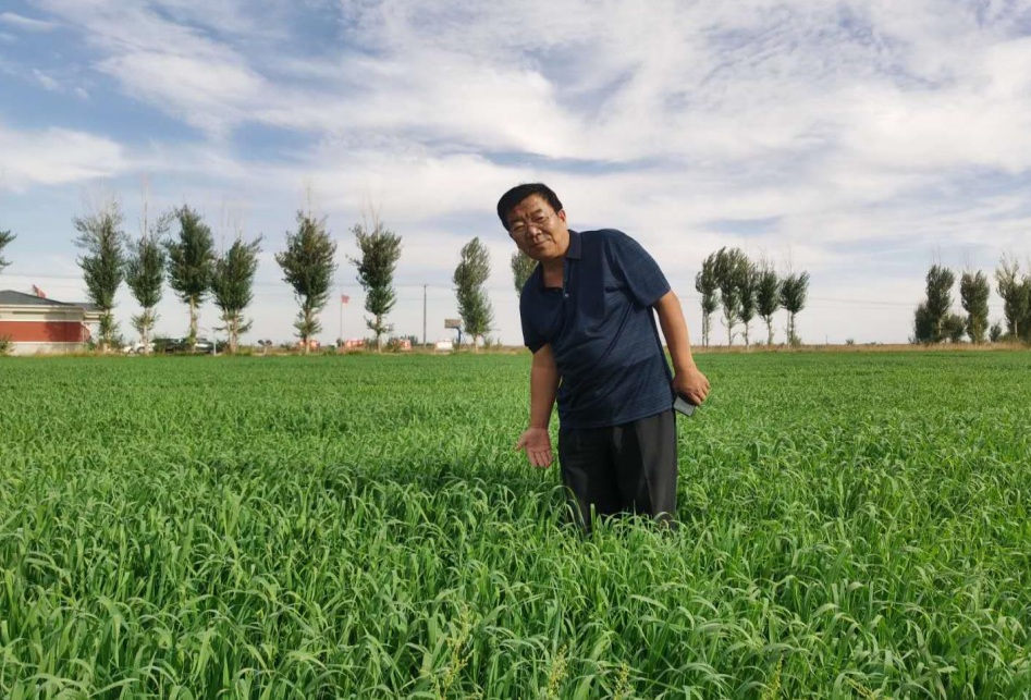 春小麦两改三配套绿色增效及麦后复种多元化栽培技术