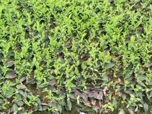 茶叶化肥农药减放增效绿色生产技术