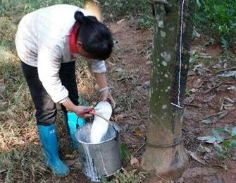 4GXJ便携式电动割胶刀及配套割胶技术