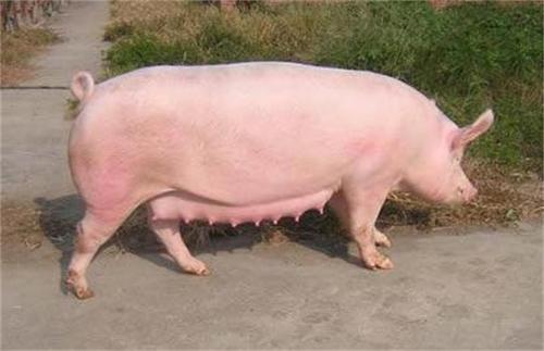 母猪膘情控制技术