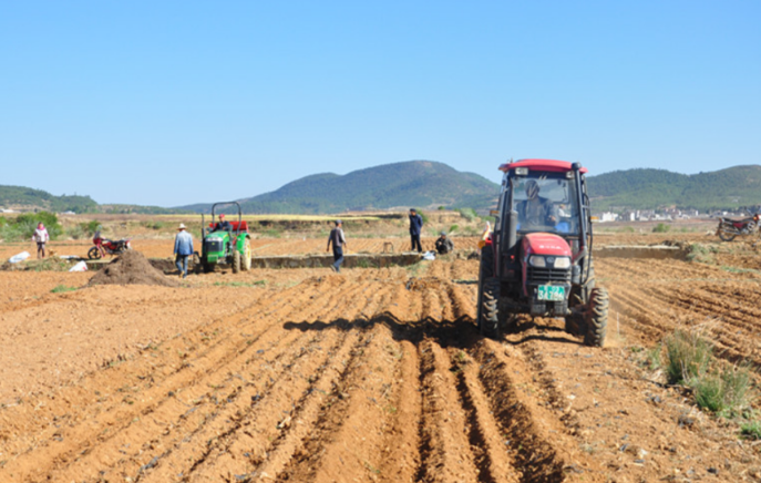青贮玉米-青贮大豆带状间作全程机械化技术