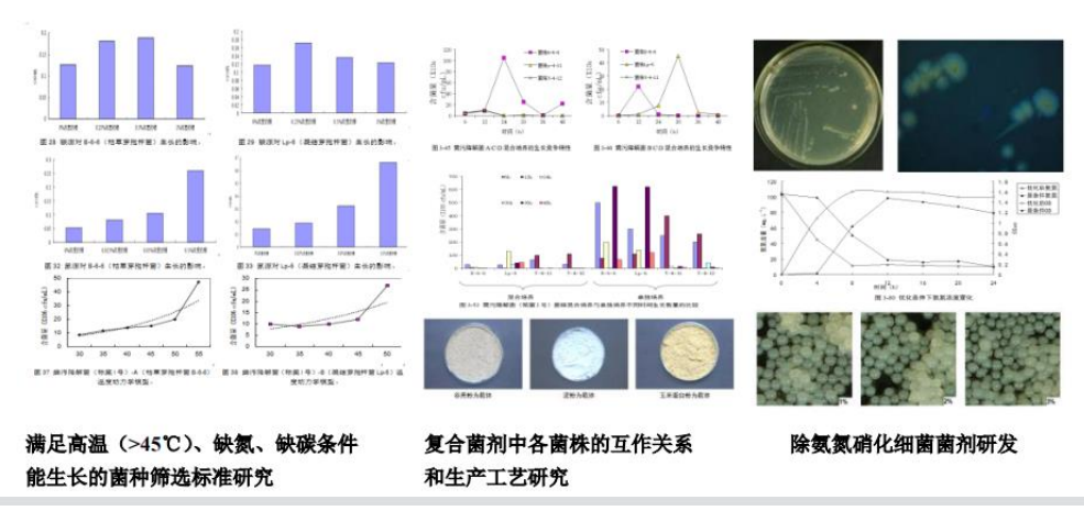 优质饲草&mdash;&mdash;巨菌草高产栽培技术