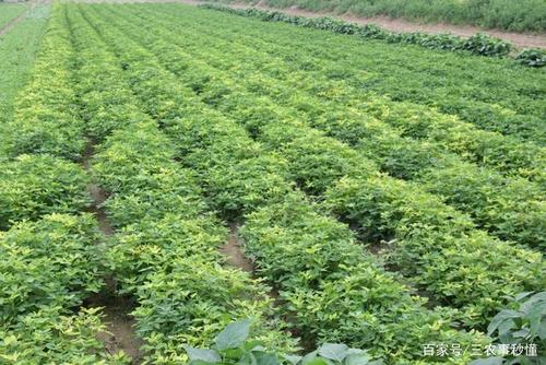夏直播花生高产高效栽培技术