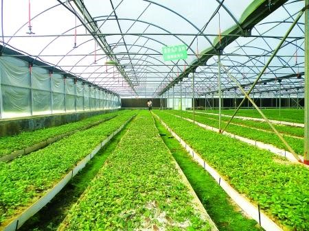 茶园生态栽培技术