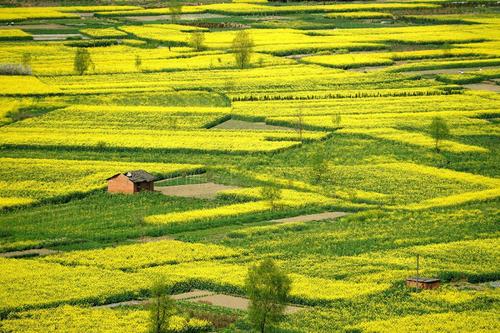 油菜绿色高效技术&ldquo;345&rdquo;模式提升示范