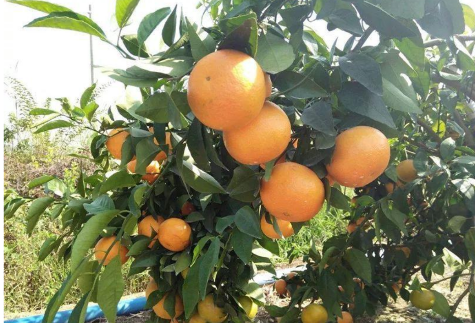 晚熟柑桔优质高效栽培关键技术