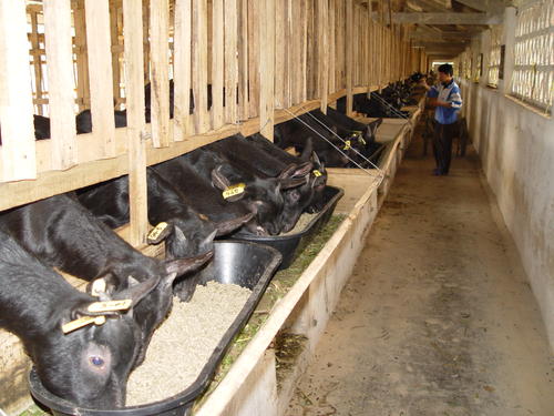 王草、木薯叶混合发酵型饲料制备及海南黑山羊饲喂技术