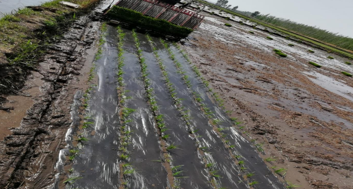 有机水稻覆膜插秧技术