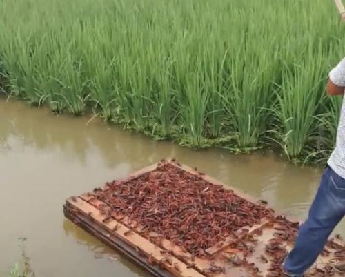 稻田养殖克氏原螯虾病害防控技术