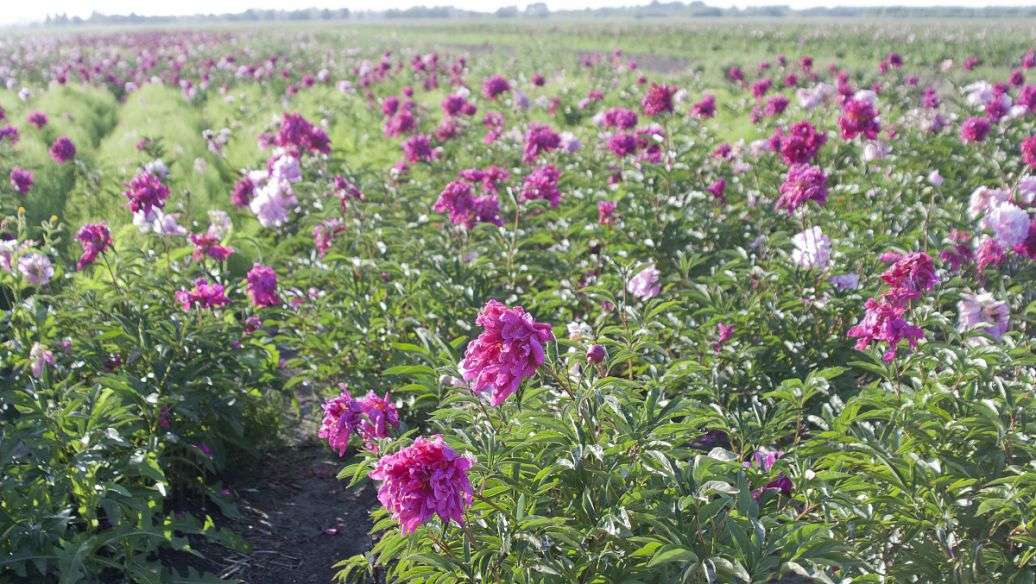 药用牡丹（药用芍药） &mdash;玉米宽垄间作种植模式与技术