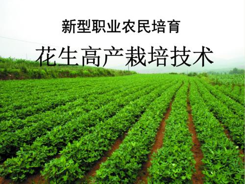 花生单粒精播节本增效高产栽培技术