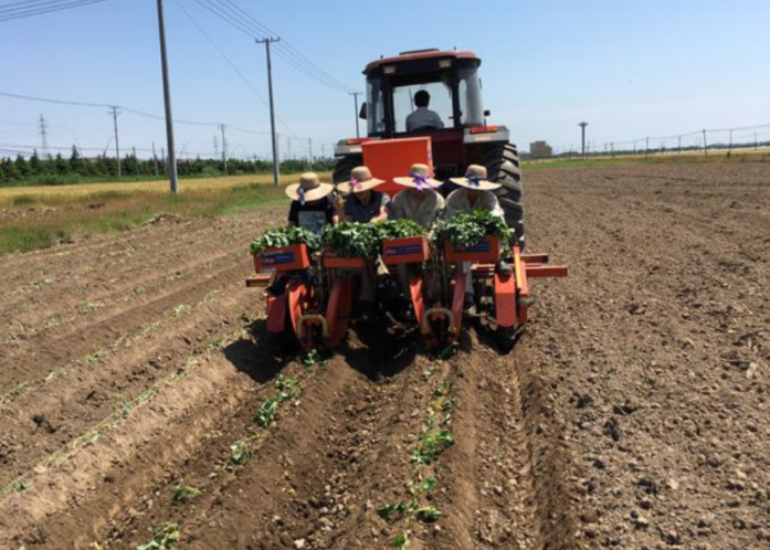 甘薯机械化高产栽培技术