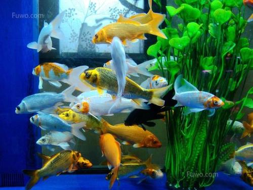 观赏鱼良种选育及健康养殖技术