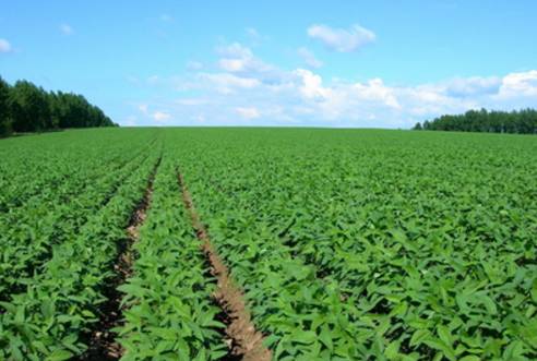 麦茬直播夏大豆绿色增产增效栽培技术