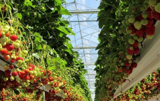 设施草莓 H 型高架无土栽培集成技术推广应用