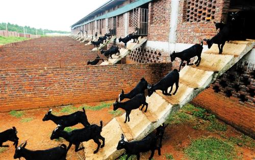 海南黑山羊舍饲育肥全价颗粒饲料配制技术
