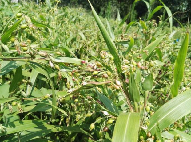 薏苡规范化高效种植技术