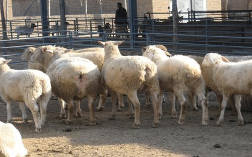 山羊传染性脓疱综合防治技术