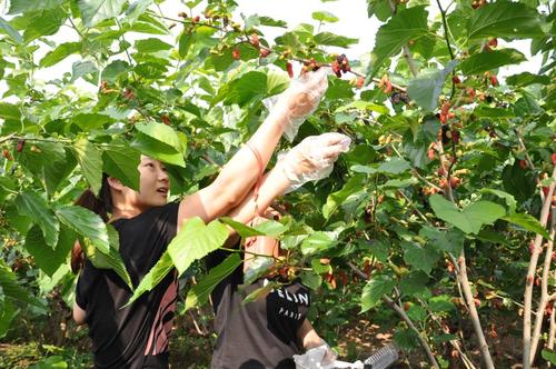 果叶两用桑栽培技术