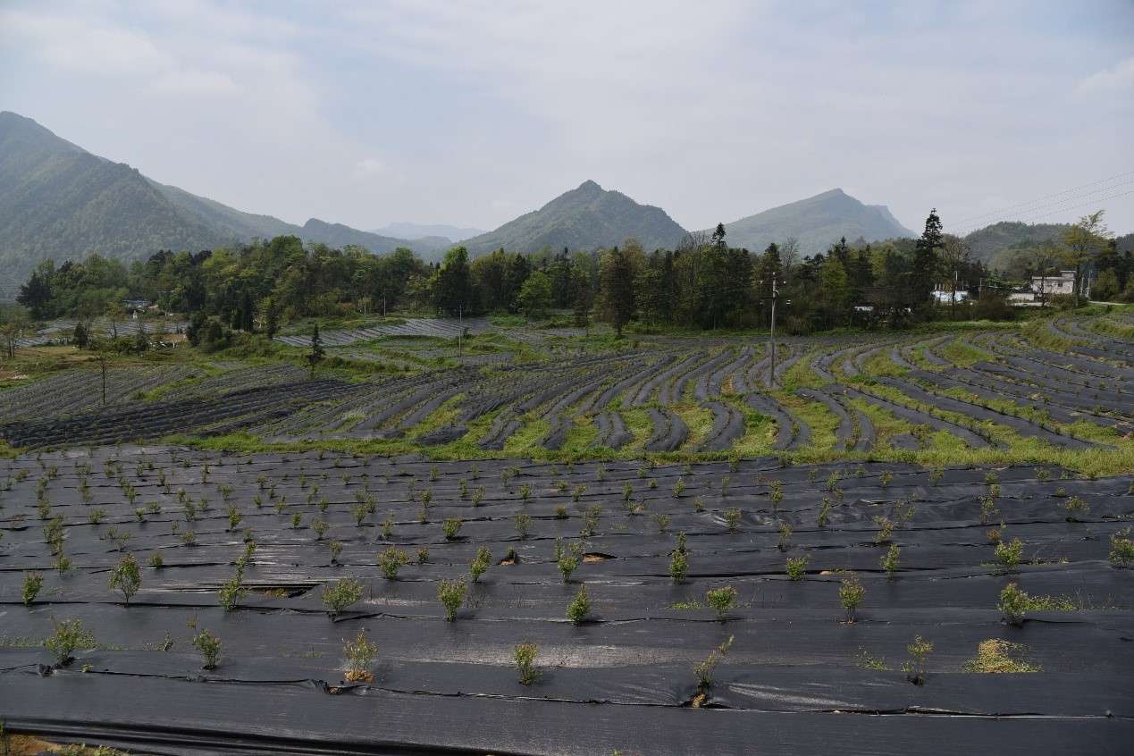 山地蓝莓起垄覆盖高效栽培管理技术